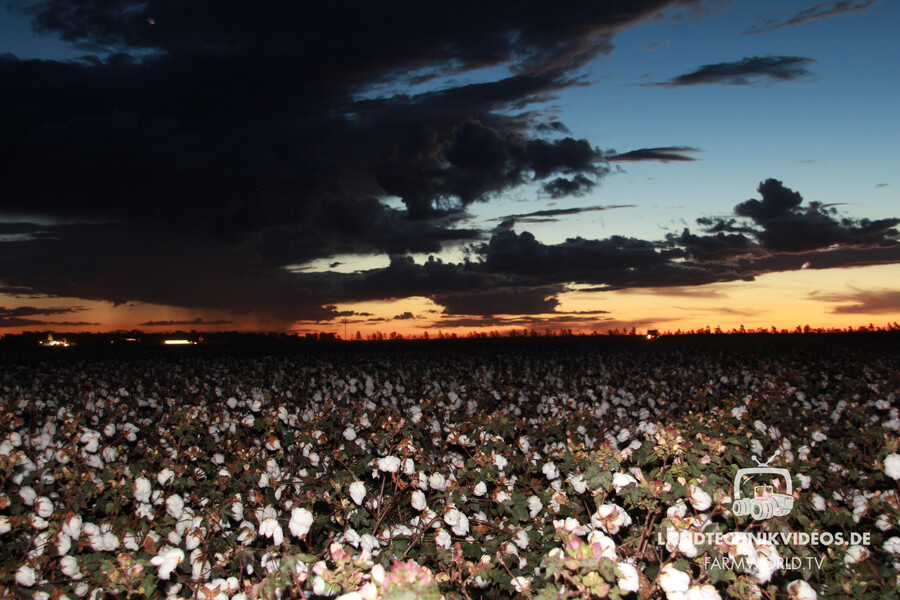 Cotton Field right before harvest in New South Wales.jpg